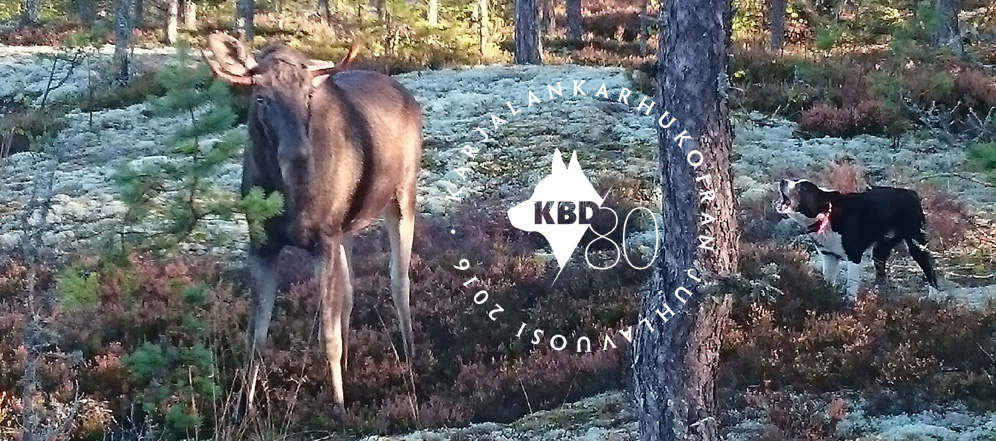 Tappisarvi