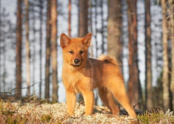 A beautiful Finnish Spitz puppy standing in the forest on a sunny autumn day